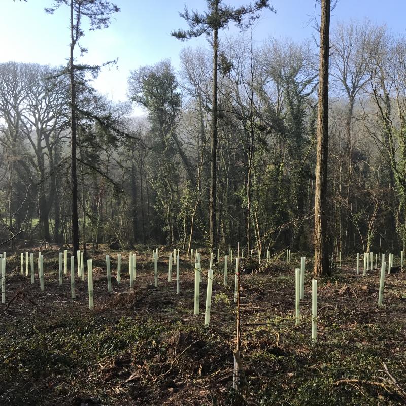 Newly planted trees on the edge of existing woodland