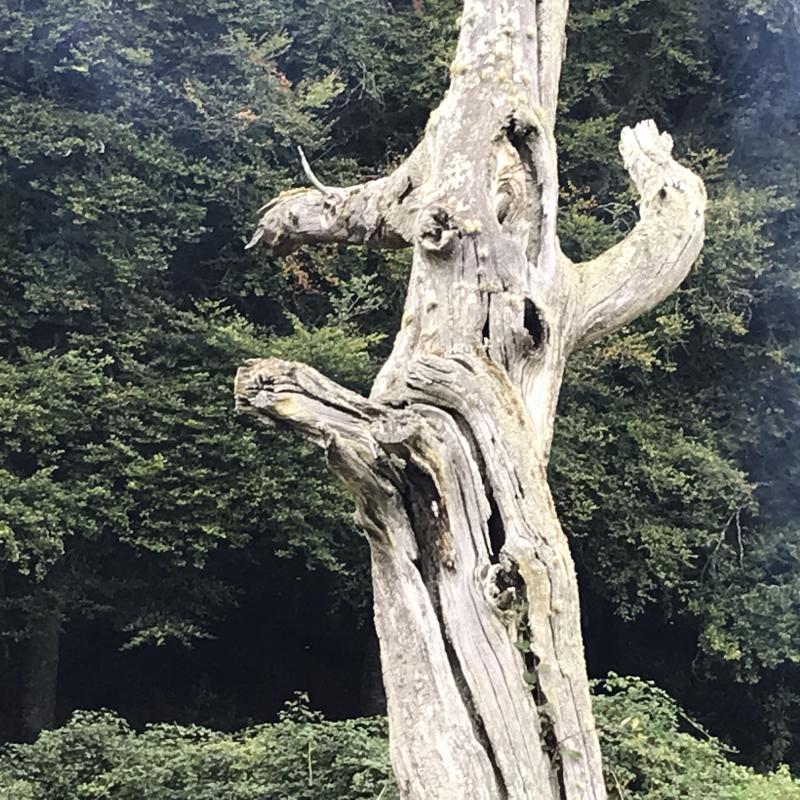 Gnarled tree left standing as a nature habitat