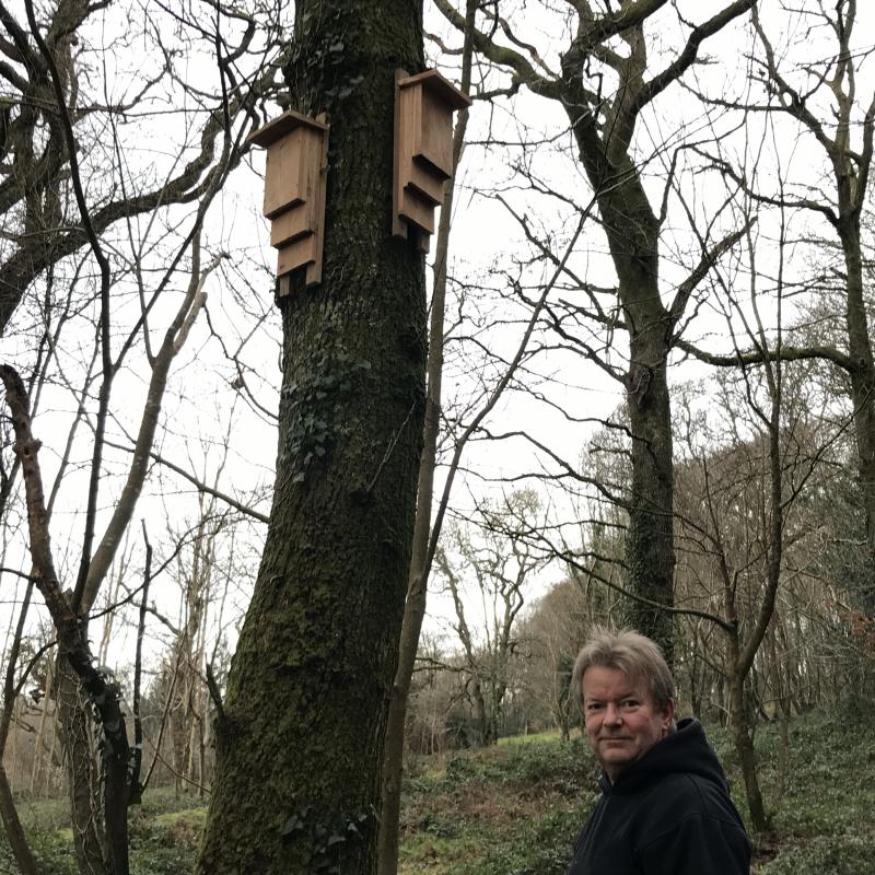 Bat boxes on a tree